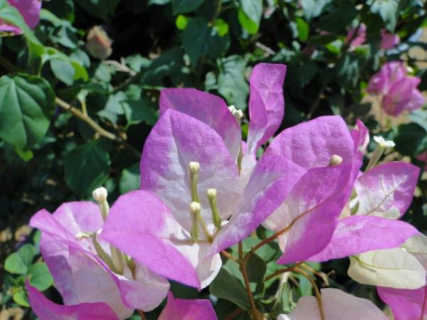 Bougainvillea spectabilis 'Coco Ice' - Image 2