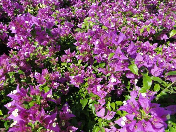 Bougainvillea 'Alexandrea' - Image 2