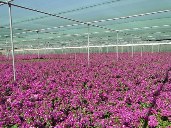 Bougainvillea 'Alexandrea' - Image 3