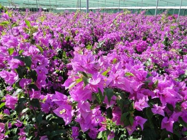 Bougainvillea 'Singapore Pink' - Image 2
