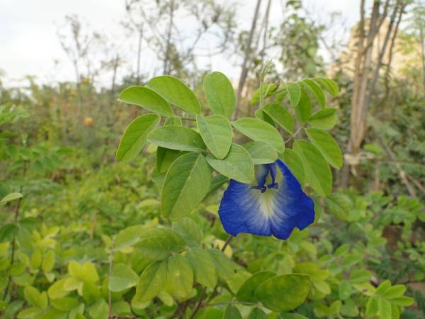 Clitoria ternatea - Image 2