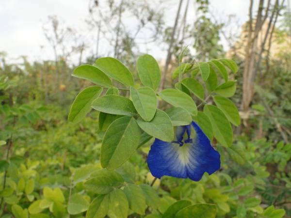 Clitoria ternatea - Image 3
