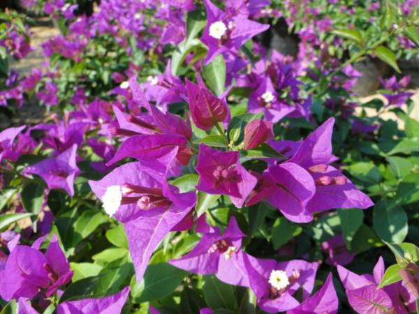 Bougainvillea 'Alexandrea' - Image 4