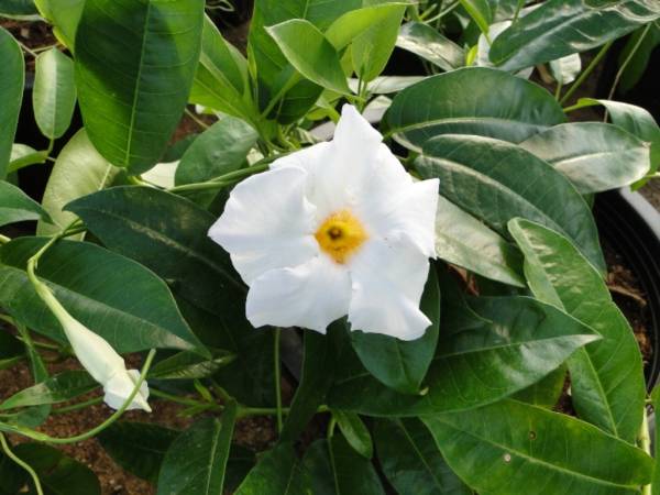 Mandevilla splendens White