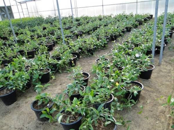 Mandevilla splendens White - Image 2