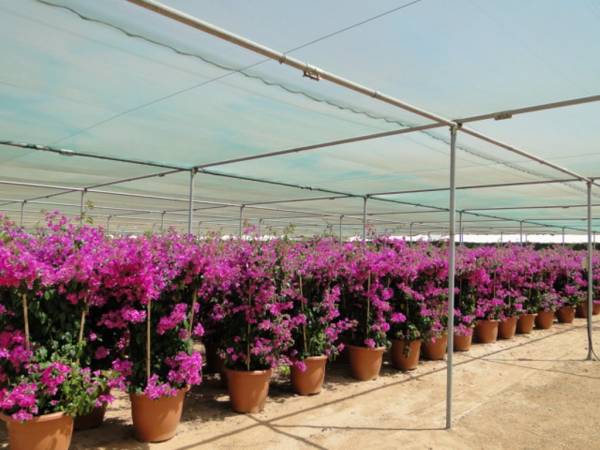 Bougainvillea 'Singapore Pink' - Image 3