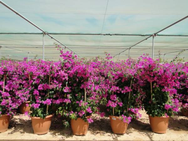 Bougainvillea 'Singapore Pink' - Image 4