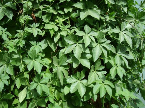 Ipomoea palmata - Image 5
