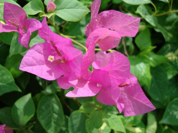 Bougainvillea 'Thema' - Image 3