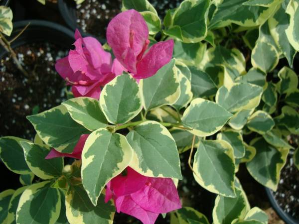 Bougainvillea 'Rainbow' - Image 4