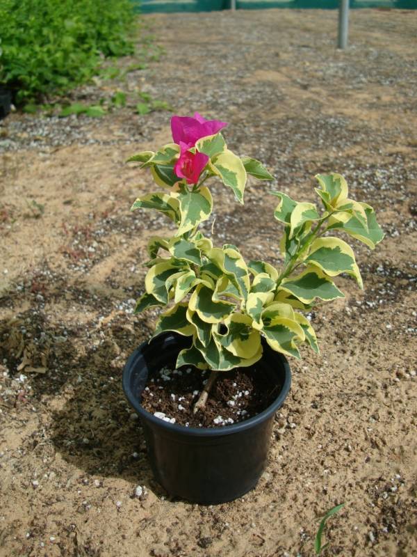 Bougainvillea 'Rainbow' - Image 5