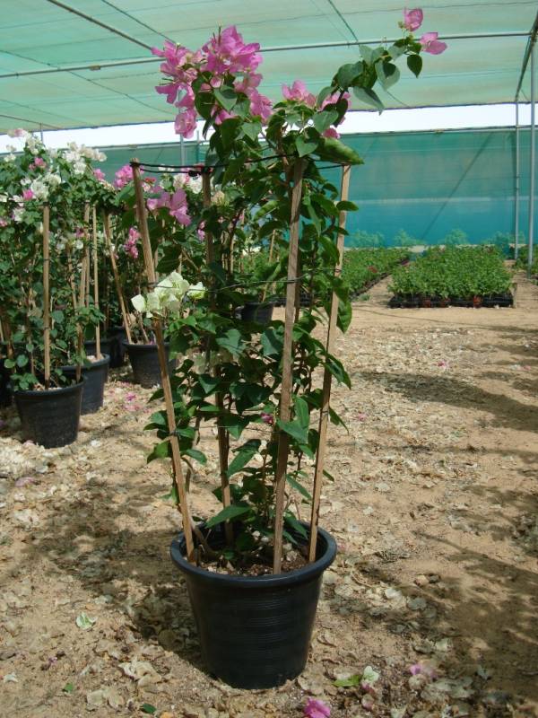 Bougainvillea spectabilis 'Coco Ice' - Image 3