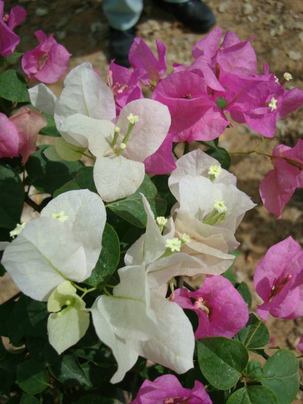 Bougainvillea spectabilis 'Coco Ice' - Image 4