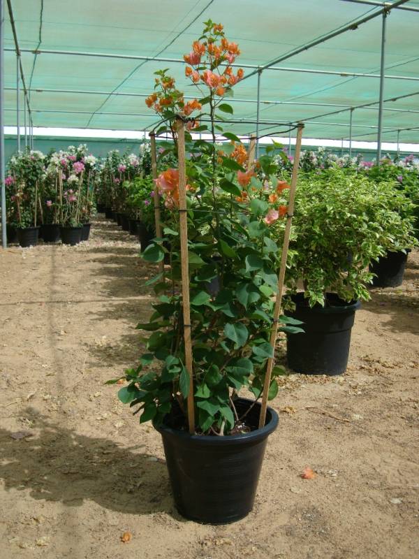 Bougainvillea spectabilis 'Orange' - Image 2