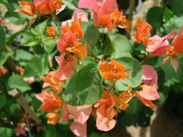 Bougainvillea spectabilis 'Orange'