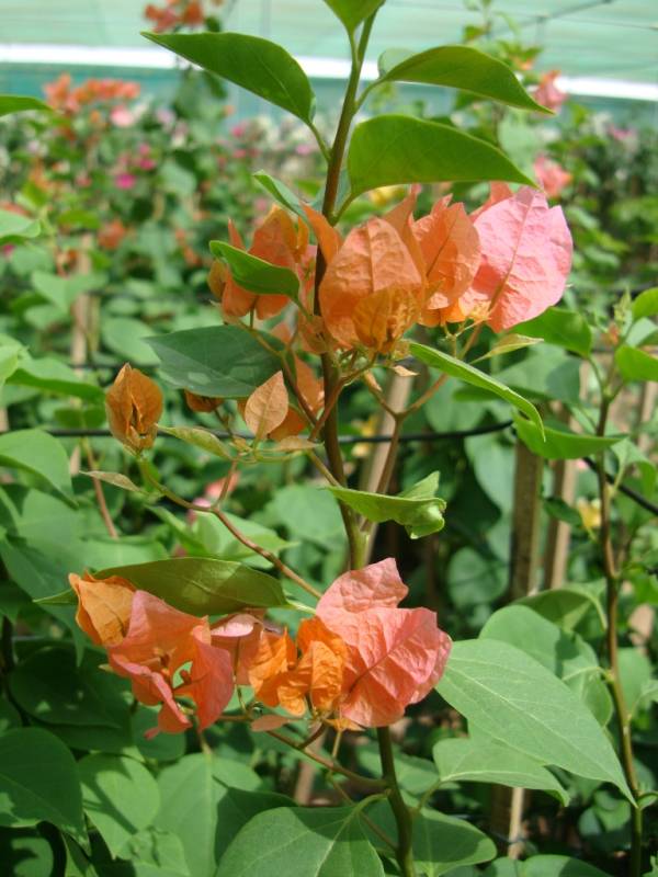 Bougainvillea spectabilis 'Orange' - Image 4