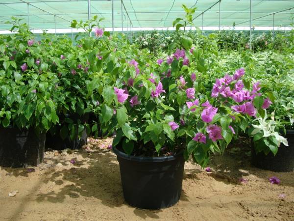 Bougainvillea 'Singapore Pink'