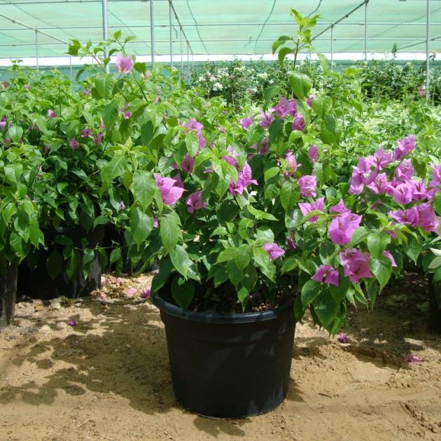 Bougainvillea 'Singapore Pink'