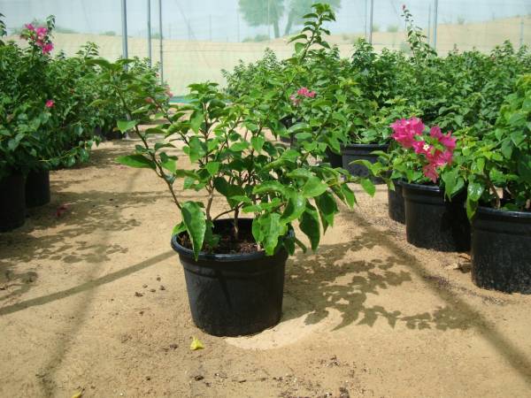 Bougainvillea spectabilis 'Pink' - Image 3