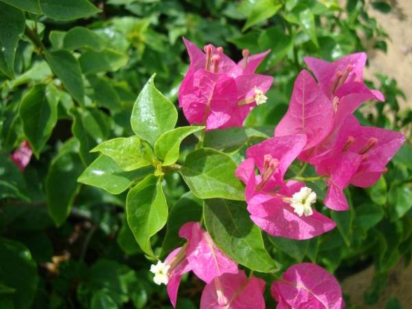 Bougainvillea spectabilis 'Pink' - Image 4