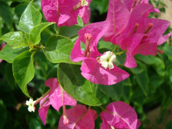 Bougainvillea spectabilis 'Pink'