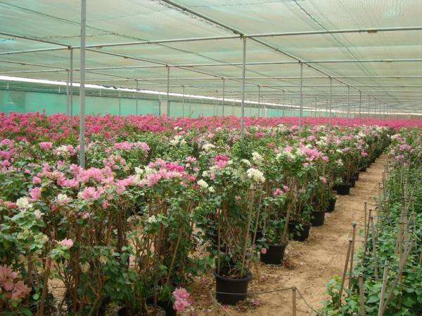 Bougainvillea spectabilis 'Coco Ice' - Image 5