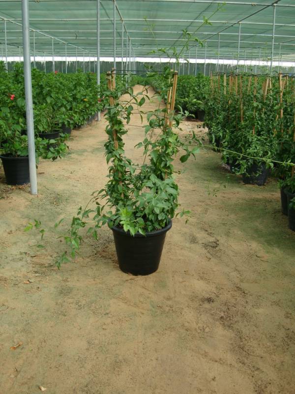Jasminum grandiflora - Image 3