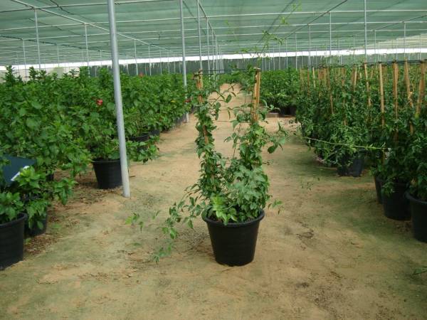 Jasminum grandiflora - Image 4