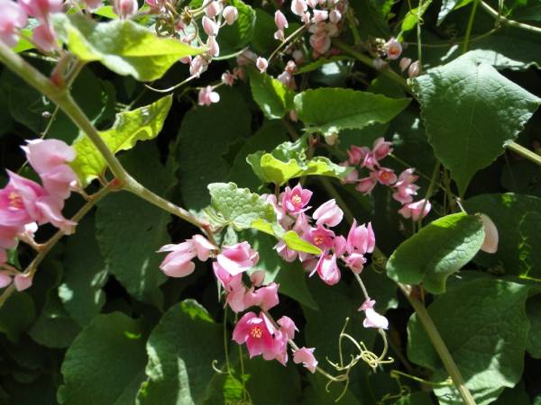 Antigonon leptopus
