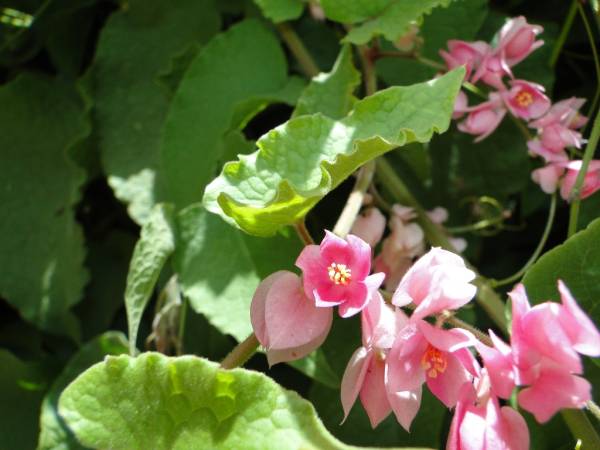 Antigonon leptopus - Image 2