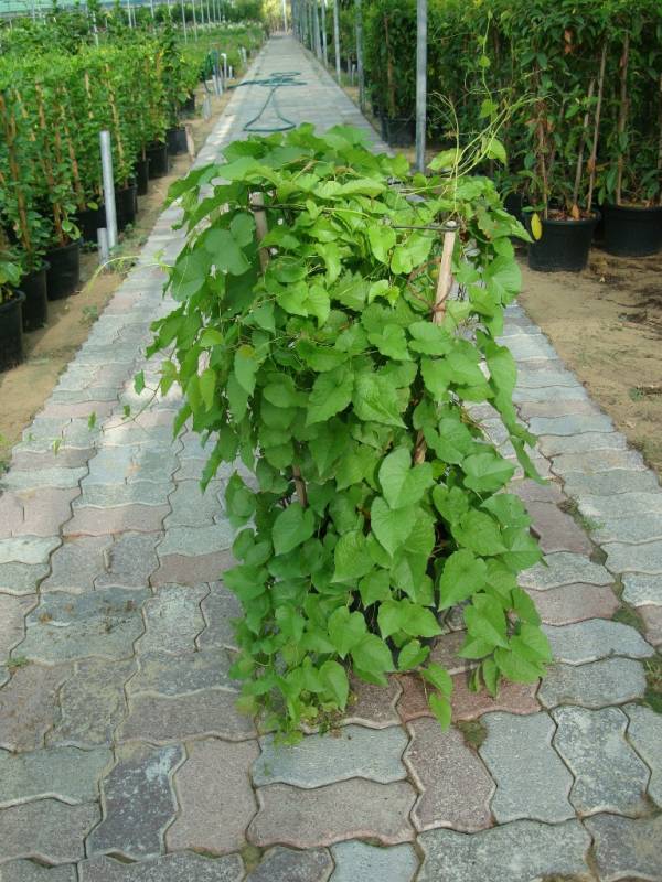 Antigonon leptopus - Image 3