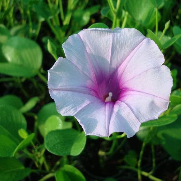 Ipomoea pes-caprae