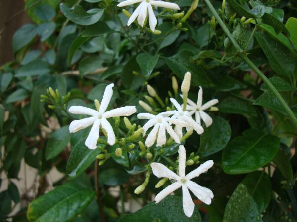 Jasminum grandiflora