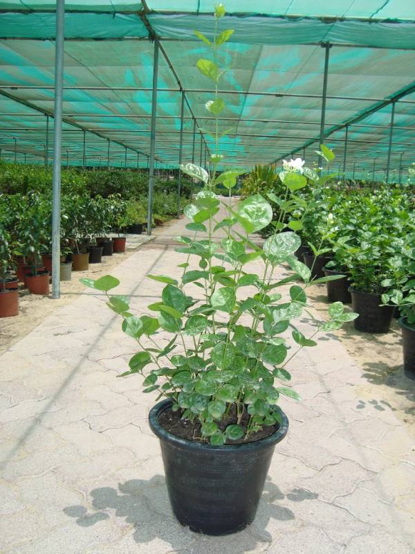 Jasminum sambac 'Climber' - Image 2