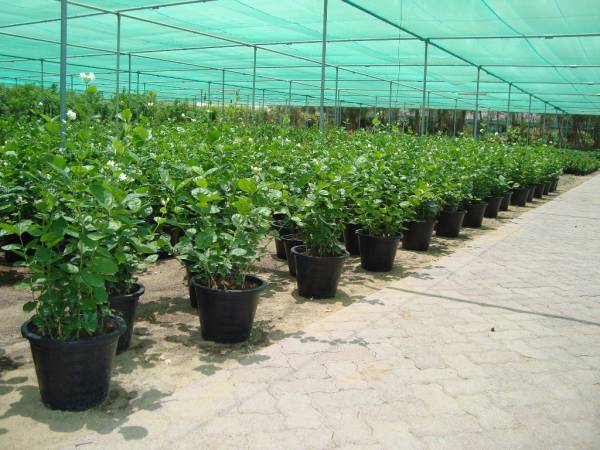 Jasminum sambac 'Climber' - Image 3