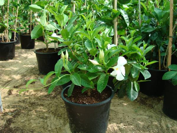 Mandevilla splendens White - Image 3