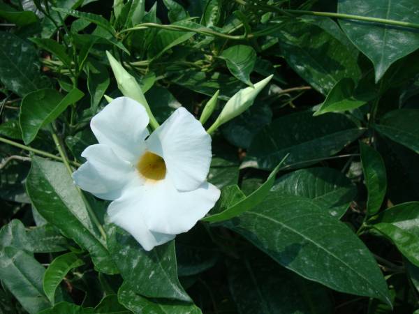 Mandevilla splendens White - Image 4