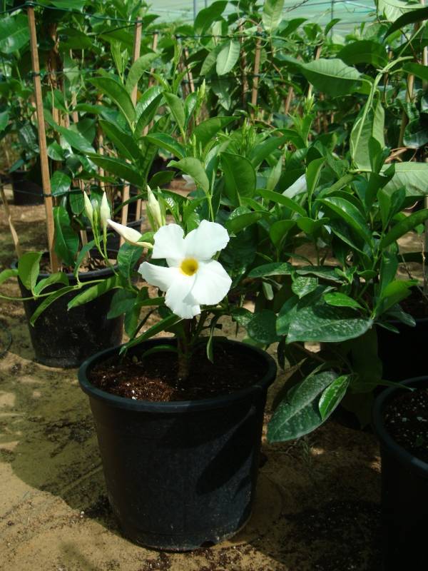Mandevilla splendens White - Image 5