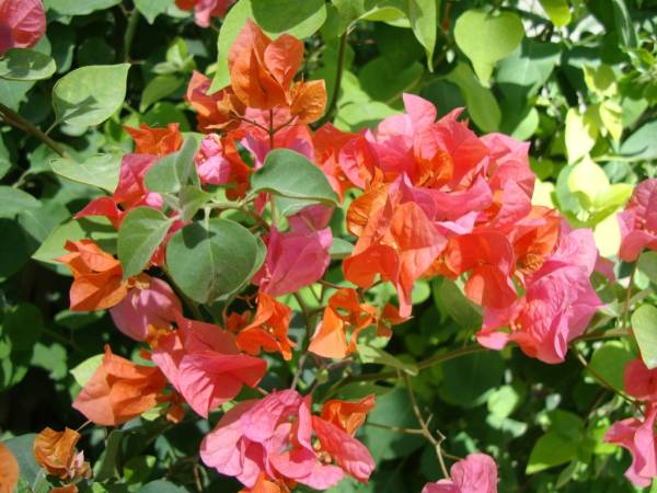 Bougainvillea spectabilis 'Orange' - Image 5