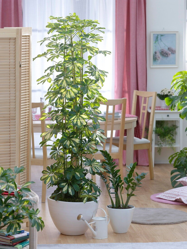 Schefflera arboricola 'Gold Capella'
