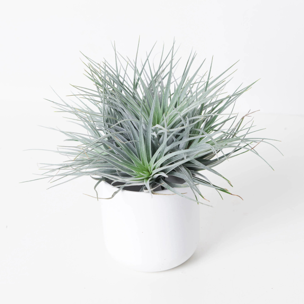 Tillandsia 'Silver' (Air Plant) - Image 3