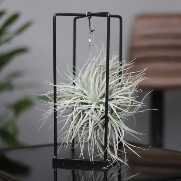 Tillandsia 'Silver' (Air Plant)