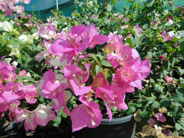 Bougainvillea spectabilis 'Coco Ice'