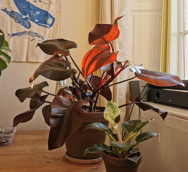 Philodendron 'Purple Congo'