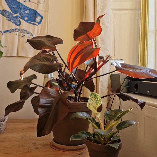 Philodendron 'Purple Congo'