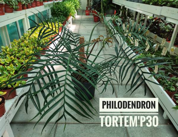 Philodendron 'Tortum' - Image 2