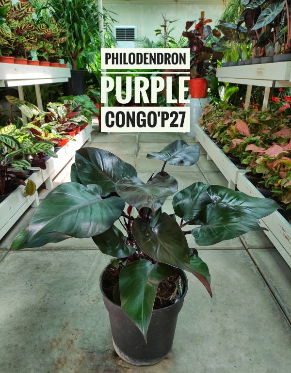 Philodendron 'Purple Congo' - Image 2