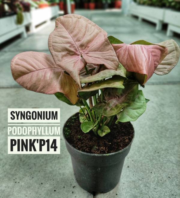 Syngonium podophyllum 'Pink' - Image 2