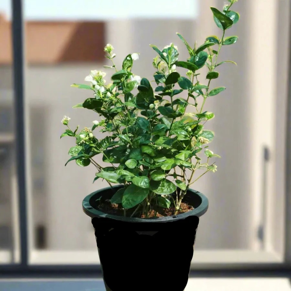 Jasminum sambac 'Climber'