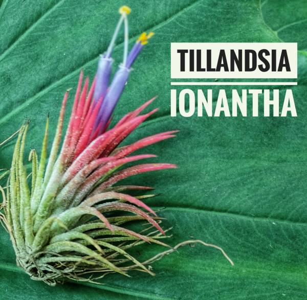 Tillandsia ionantha (Air Plant) - Image 2